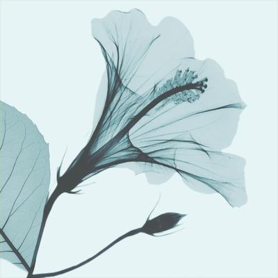 Photographic Print, , small