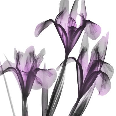 Photographic Print, , small