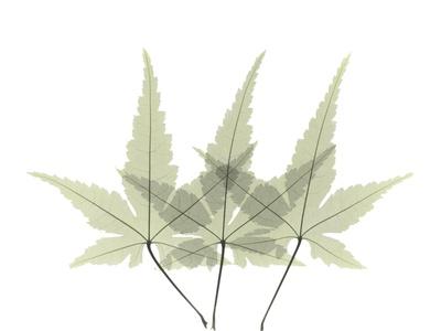 Photographic Print, , small