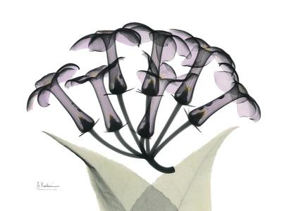 Photographic Print, , small