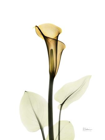 Photographic Print, , small