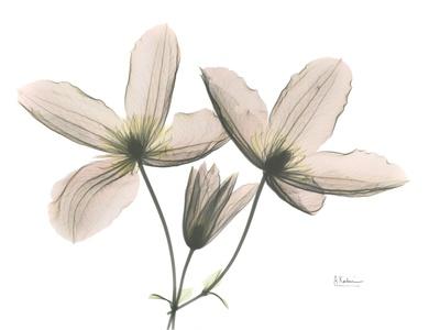 Photographic Print, , small