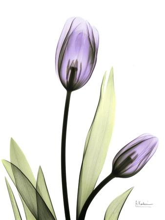 Photographic Print, , small