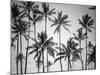 Palm Heaven-Design Fabrikken-Mounted Photographic Print
