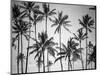 Palm Heaven-Design Fabrikken-Mounted Photographic Print