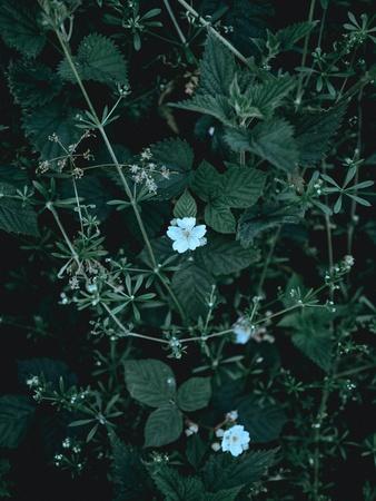 Photographic Print, , small