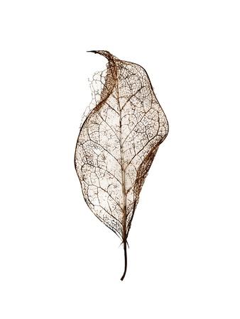 Photographic Print, , small