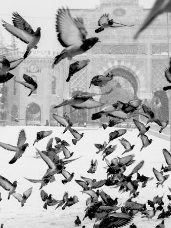 Photographic Print, , small