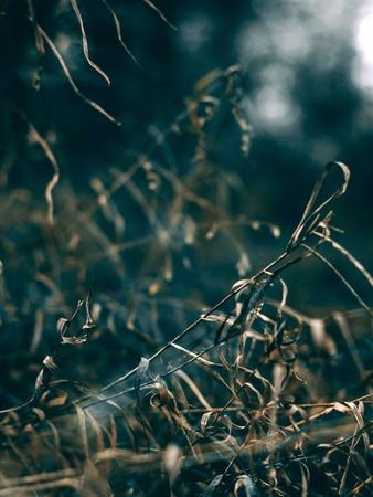 Photographic Print, , small