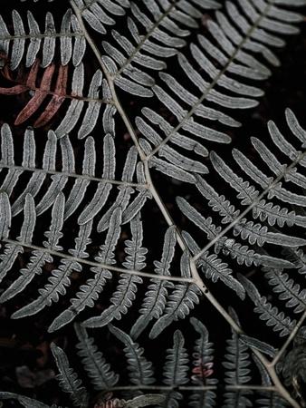 Photographic Print, , small