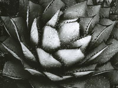 Photographic Print, , small