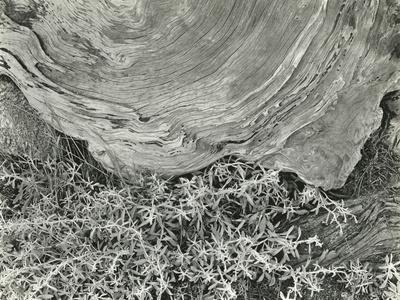 Photographic Print, , small