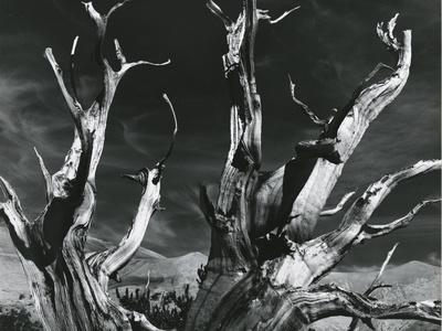 Photographic Print, , small