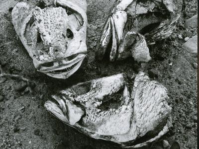 Photographic Print, , small