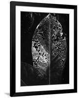 Leaf, Hawaii, c. 1985-Brett Weston-Framed Photographic Print