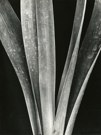 Photographic Print, , small