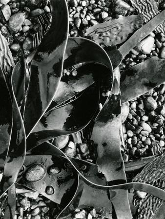 Photographic Print, , small