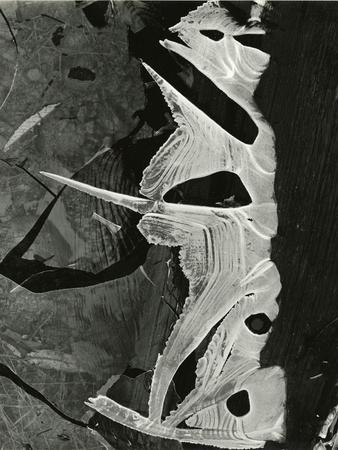 Photographic Print, , small