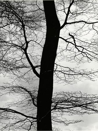 Photographic Print, , small