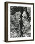 Trees, Water, Reflections, Holland, 1973-Brett Weston-Framed Photographic Print