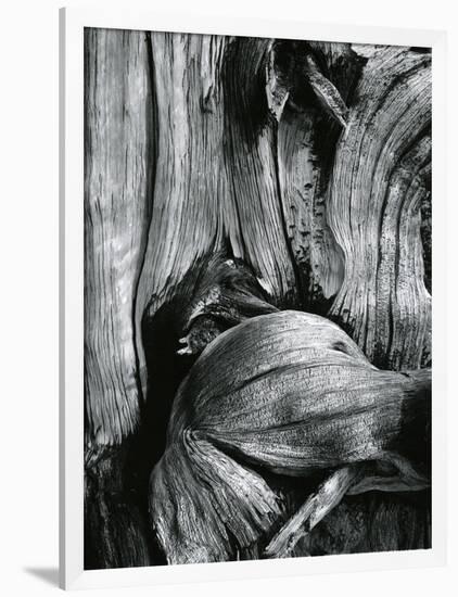 Bristlecone Pine, California, 1977-Brett Weston-Framed Photographic Print