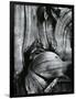 Bristlecone Pine, California, 1977-Brett Weston-Framed Photographic Print