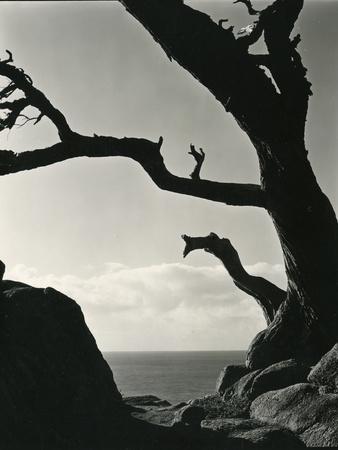 Photographic Print, , small
