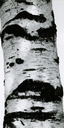 Photographic Print, , small
