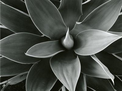 Photographic Print, , small