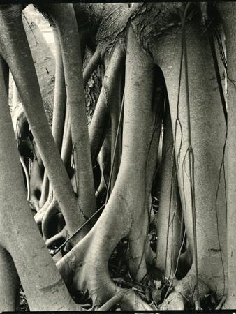 Photographic Print, , small