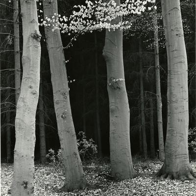 Photographic Print, , small