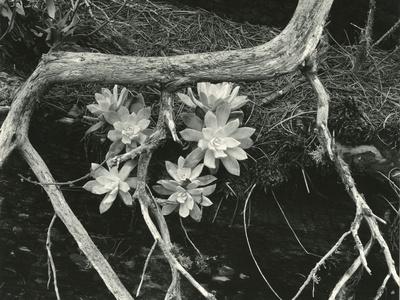 Photographic Print, , small