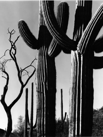 Photographic Print, , small