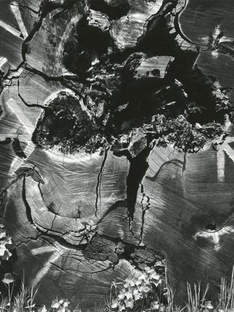 Photographic Print, , small