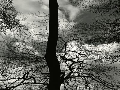 Photographic Print, , small