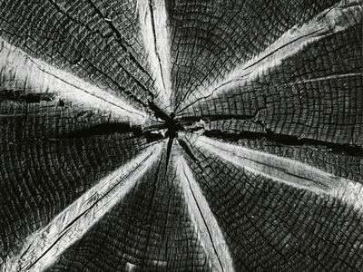 Photographic Print, , small