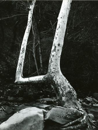 Photographic Print, , small