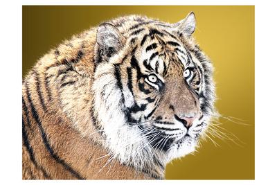 Photographic Print, , small