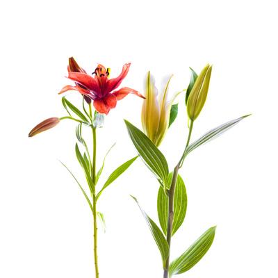 Photographic Print, , small