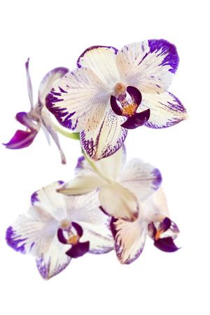Photographic Print, , small