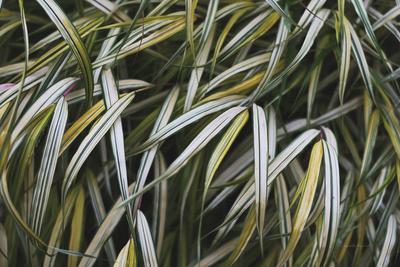 Photographic Print, , small