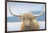 Highland Cow-James Wiens-Framed Photographic Print