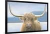 Highland Cow-James Wiens-Framed Photographic Print