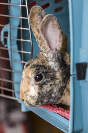 Harlequin Mini Rex pet rabbit in a pet Photographic