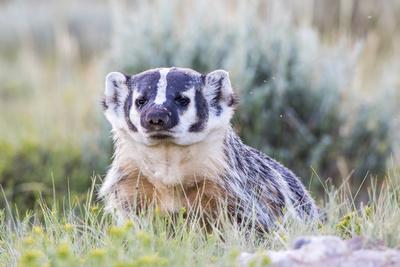 Photographic Print, , small