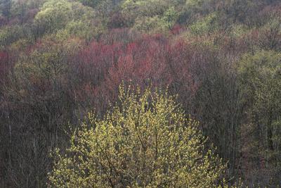 Photographic Print, , small