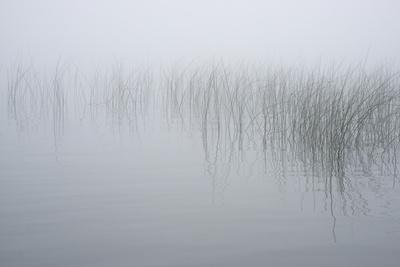 Photographic Print, , small