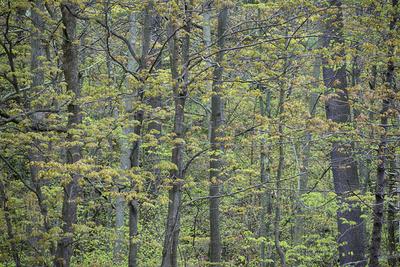 Photographic Print, , small