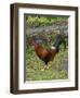 Colorful rooster roaming free on the Big Island of Hawaii-Gayle Harper-Framed Photographic Print