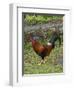 Colorful rooster roaming free on the Big Island of Hawaii-Gayle Harper-Framed Photographic Print
